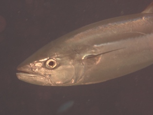 Gymnosarda unicolor